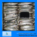 best fresh frozen sardine